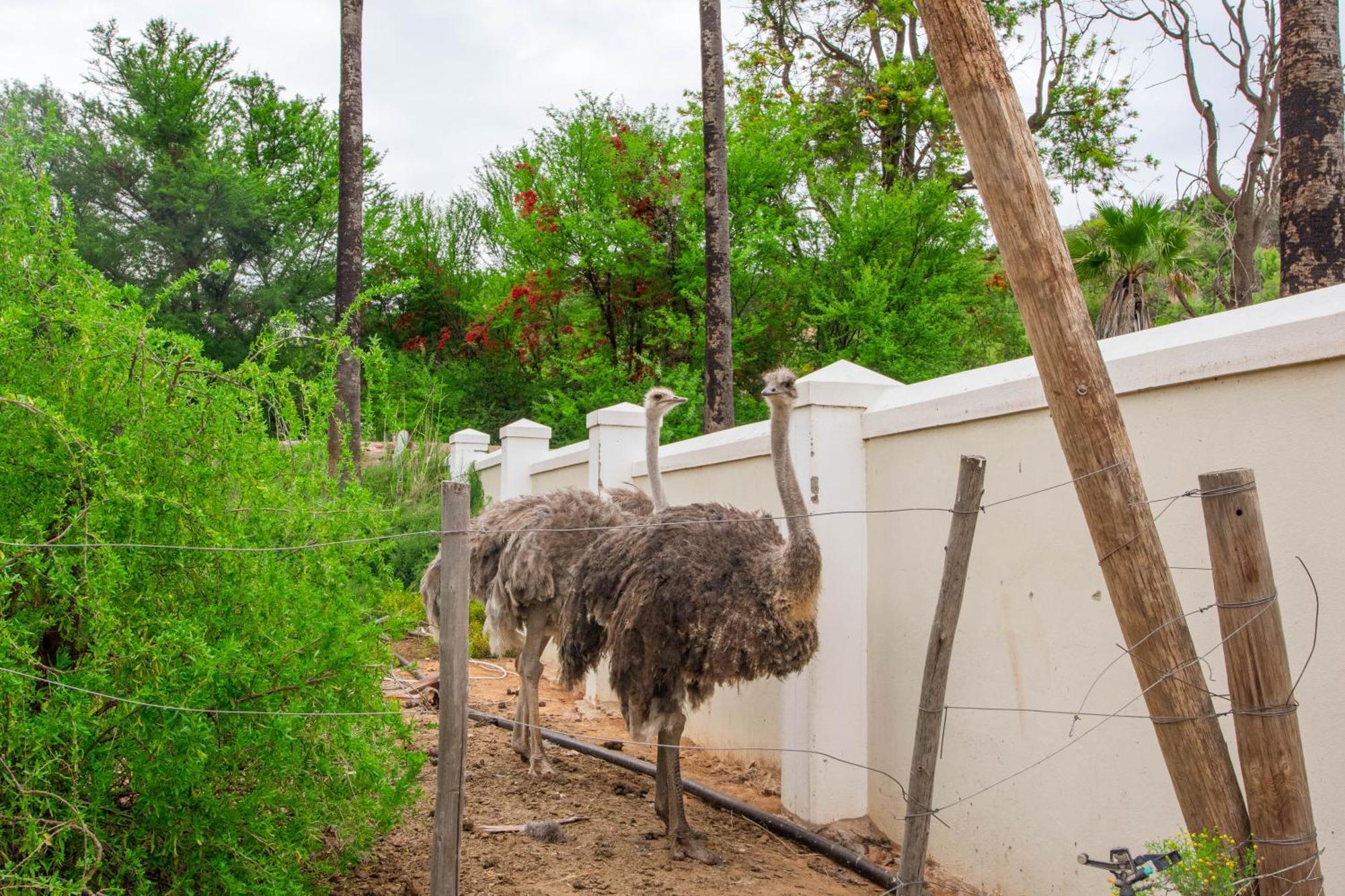 אאודטסהורן Bakenskraal Ostrich Palace מראה חיצוני תמונה
